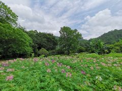 -广州市石门国家森林公园
