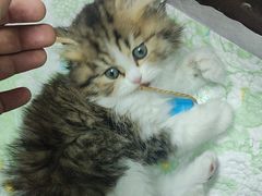 -宠物星动物医院·眼科·异宠·猫科(江南大道总院)