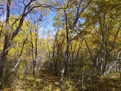 -乌兰布统景区-白桦林