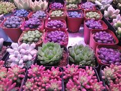 -花鸟鱼虫鲜花绿植市场(玉泉路店)