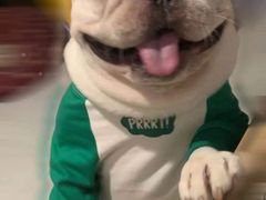 -萌宠之家·腊肠犬·马尔泰·小体犬舍