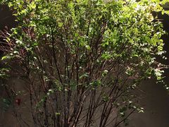 -森SPA·泰式按摩·精油Massage(宝安中心店)