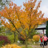 秋水共长天一色