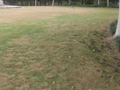 -合肥滨湖国家森林公园