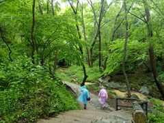 林间栈道-木兰云雾山