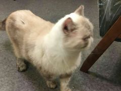 -猫色咖啡·猫咖