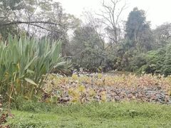 -花溪公园