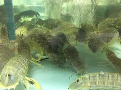 -班赞海鲜市场