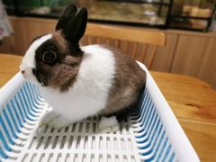 -藦茜花园宠物主题亲子互动体验馆(国顺东路店)