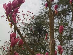 -白鹭湾湿地公园