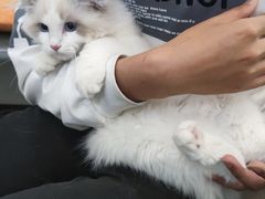-北京观赏动物医院·24小时大型综合·猫专科·异宠专科