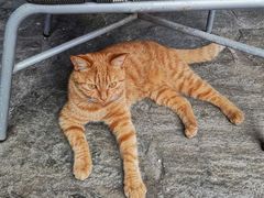 -喵屿·大理花园猫咖