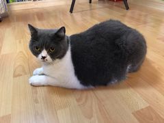 -猫音日语留学培训