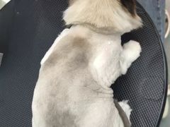 -PETKIT 小佩宠物·低压洗护·美容·寄养(安远店)