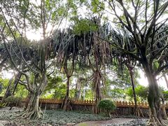 -瑞丽独树成林风景区