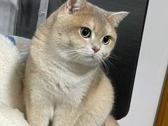 -东方名猫馆·英短金渐层布偶猫舍(环线广场1号楼店)