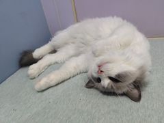 -喵的天空名猫咖啡馆·撸猫·猫舍·用品