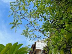 -马六甲鸡场街