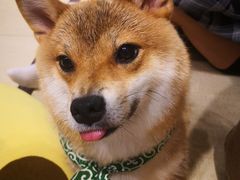 -逗柴咖啡屋·狗咖猫咖宠物桌游