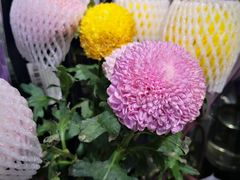 -盒马鲜生(大成店)