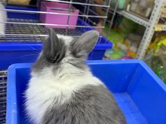 -万商花鸟市场