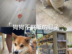 -美联众合动物医院·24h转诊中心