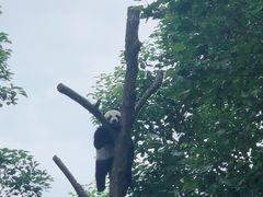 -都江堰中华大熊猫苑