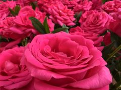 -上海伟杰·捷豹路虎4S店(闵行店)