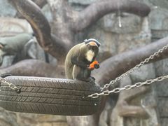 -石家庄市动物园