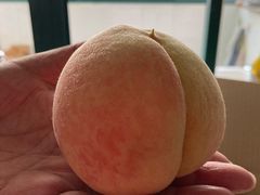 -南汇新场正宗水蜜桃采摘