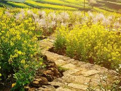 -桑洲油菜花景区