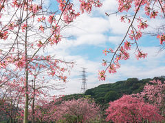 -番禺大夫山森林公园