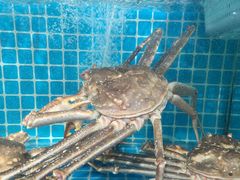 -震海贝烤贝·民俗特色店(延吉总店)