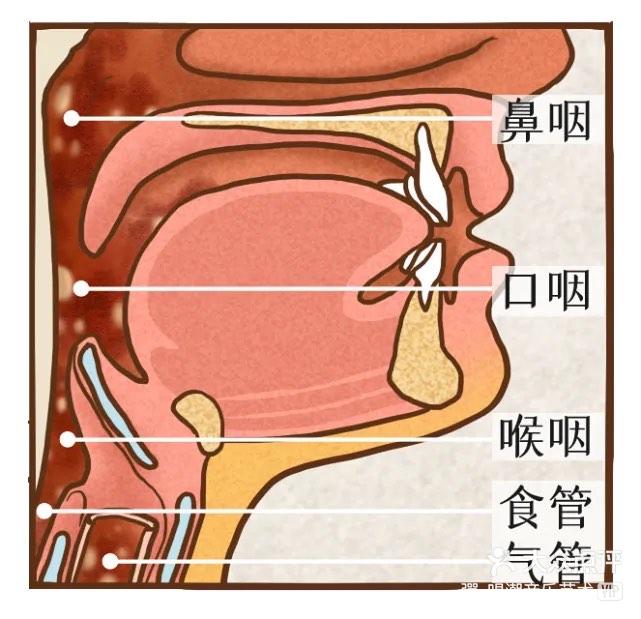 唱歌打开喉咙的示意图图片