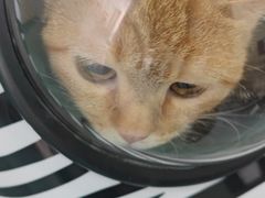 -佳怡动物医院·平价24小时·猫专科骨外科