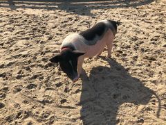 -前小桔亲子创意农场·草莓采摘·露营烧烤