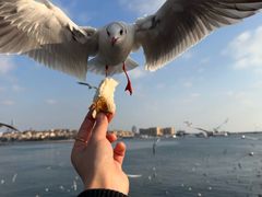 -来之顺海鲜菜馆·青岛菜·始于1993(栈桥店)