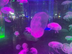 -海合安成都极地海洋公园