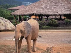 -杭州野生动物世界