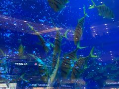 -成都浩海立方海洋公园