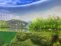 -江和美海洋公园