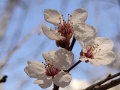 -海棠花溪(元大都城垣遗址公园)