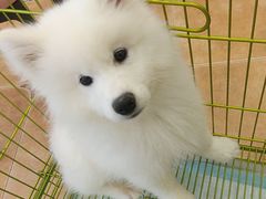 -Let's go狗咖·猫咖·奶狗·桌游(春熙路IFS店)