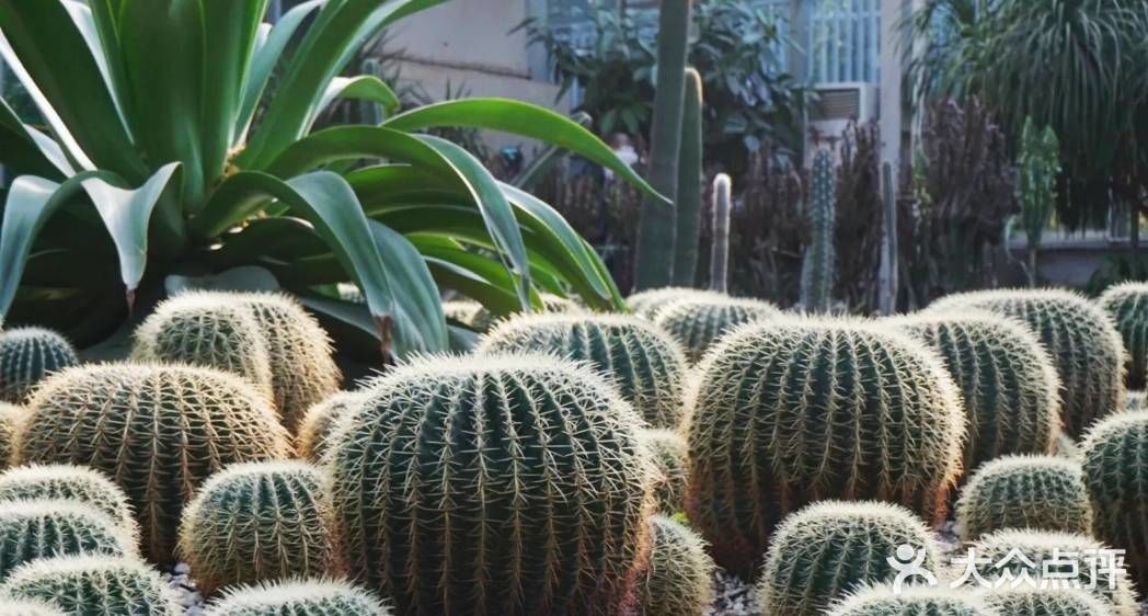 攻略:带你打卡成都植物园。