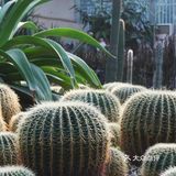 攻略:带你打卡成都植物园。