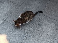 -龙华寺