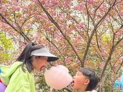 -合肥滨湖国家森林公园