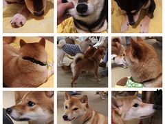 -逗柴咖啡屋·狗咖猫咖宠物桌游