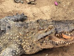 -石家庄市动物园