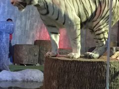 -清迈夜间动物园